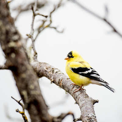 American Goldfinch