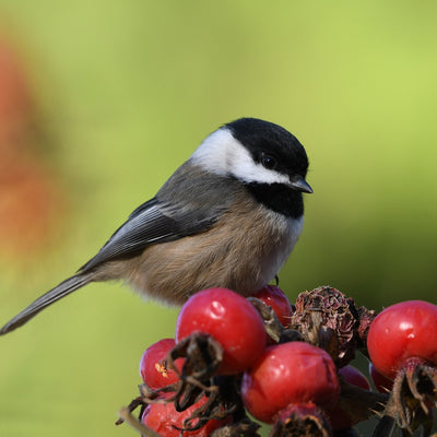 Black-capped Chickadee