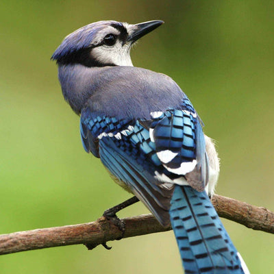 Blue Jay