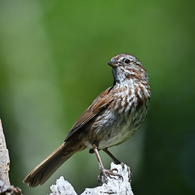 Dark-eyed Junco