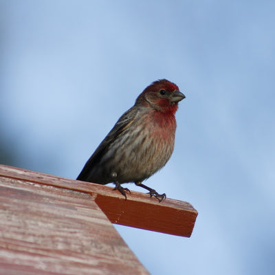 House Finch