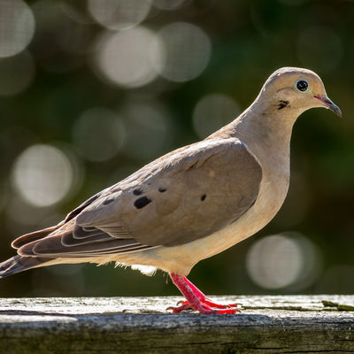 Mourning Dove