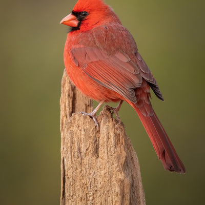 Northern Cardinal