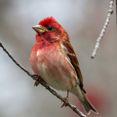 Purple Finch