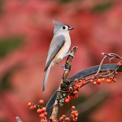 Tufted Titmouse