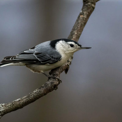 White-breasted Nuthatch
